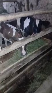 Sotiladi katasi novos 2oylik — O'zbekiston