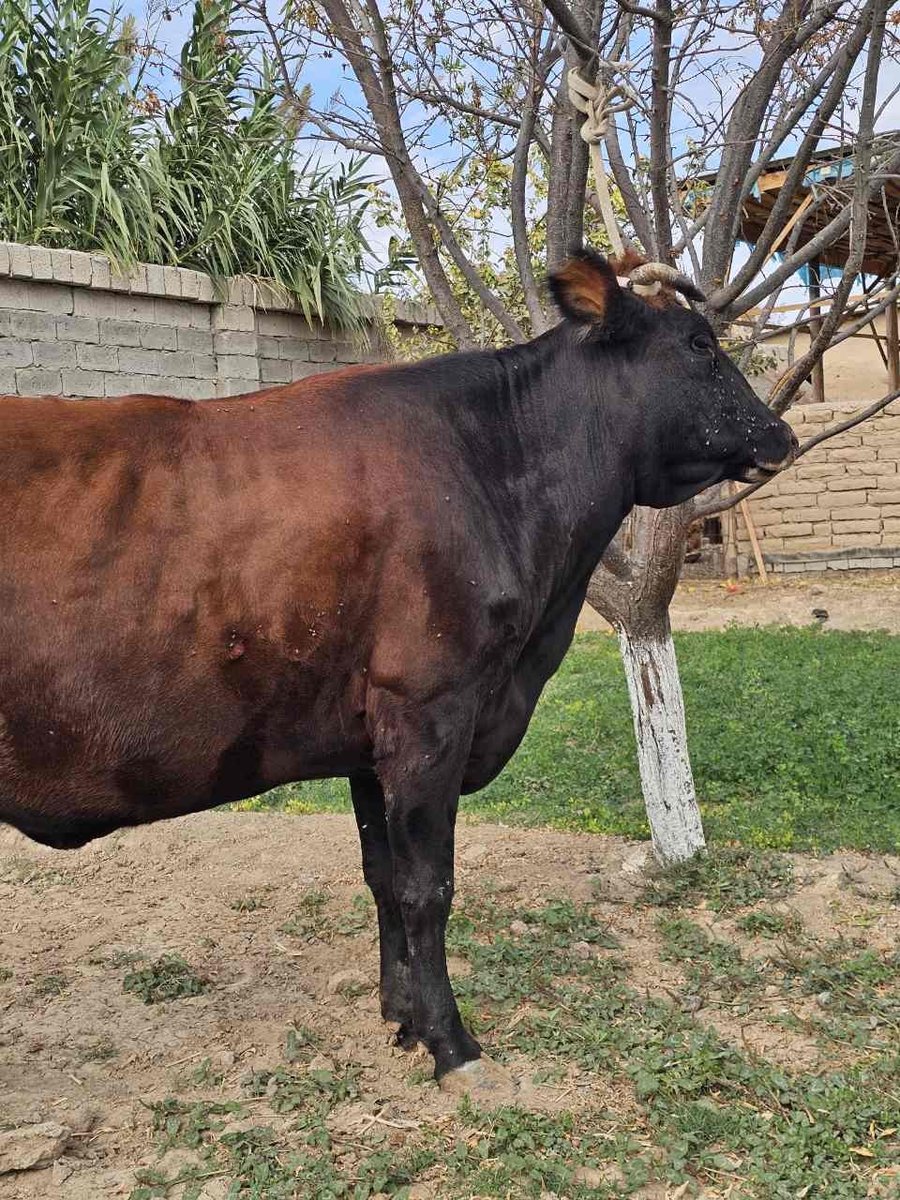 Bugʻoz sigirimiz sotiladi — O'zbekiston