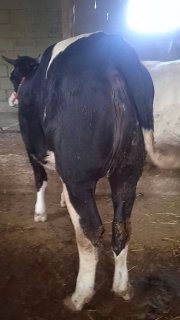 shu bogoz mol sotiladi tel — O'zbekiston