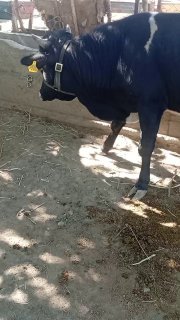2ta novos sotiladi — Jizzax