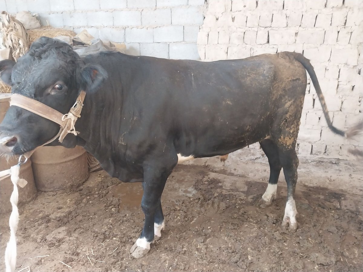 Sotiladi andijonda 3 ta 98000000 miliyon Kam bor — Andijon