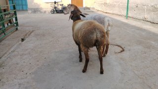 NAMANGANDA ZOTI TOZA ARASHAN XISOR QOZILAR KELDI 🐑✨ — Namangan