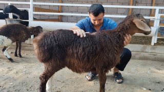 NAMANGANDA ZOTI TOZA EDILBAY KELDI 🐑✨ — Namangan
