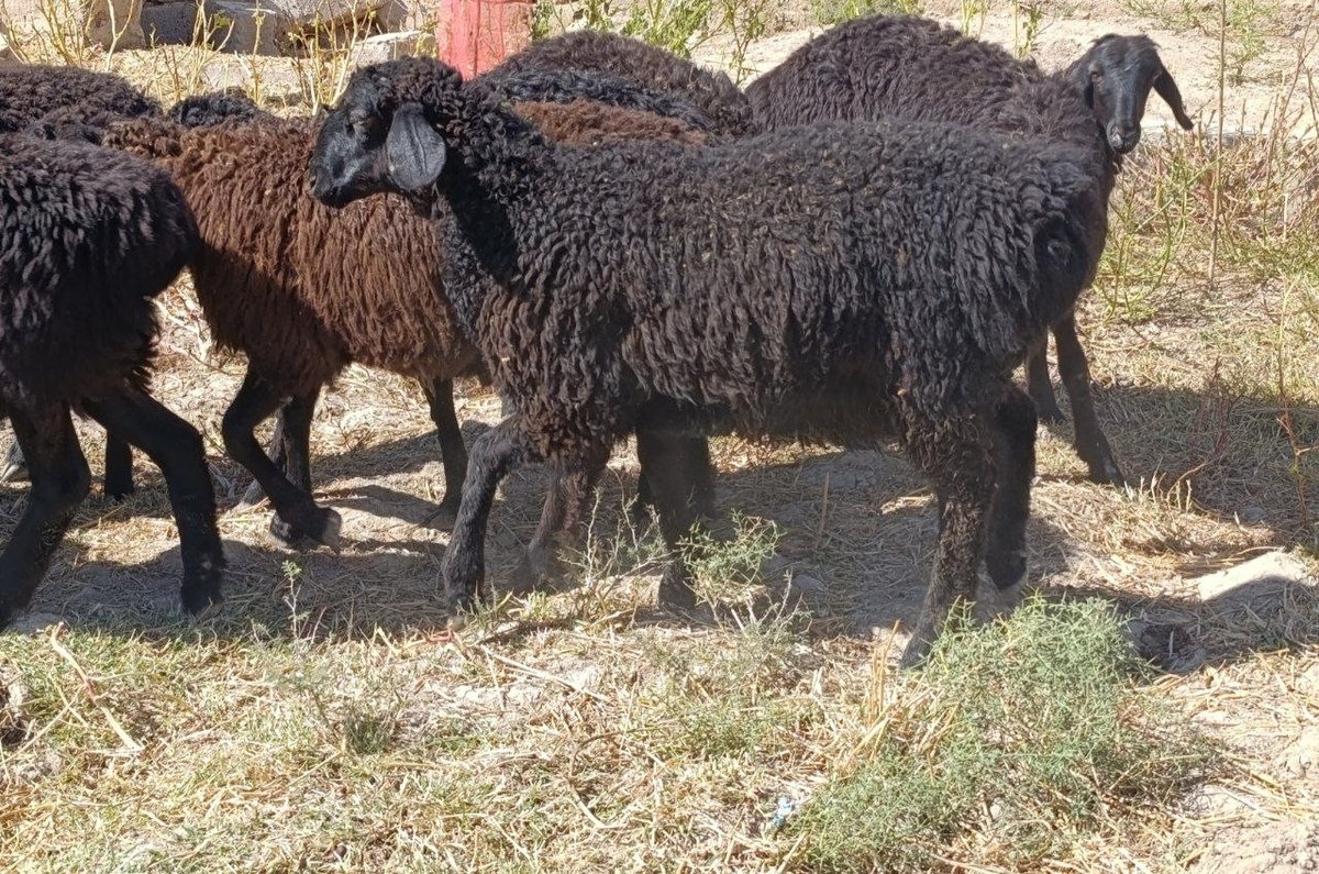 12ta quchqor qoʻzi sotiladi — Qashqadaryo