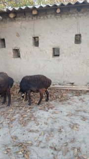 70ta panji bug'oz quylar sotiladi — Jizzax