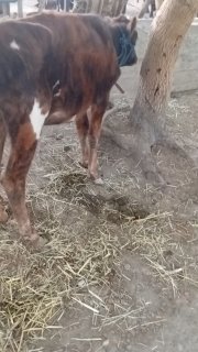 2ta gʻunajin bilan bitta novos sotiladi — Jizzax