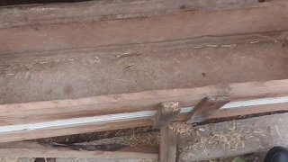 Қўзи қўчқорлар сотилади ❗ — Qo'rg'ontepa