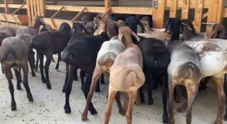 Namanganda zoti toza Sovliqlar🐑✨ — Namangan