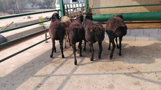 NAMANGANDA ZOTI TOZA XISOR SOVLIQLAR KELDI 🐑✨ — Namangan