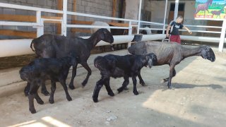 NAMANGANDA ZOTI TOZA XSORI ONA BOLA QO'YLAR KELDI 🐑✨ 2.TA… — Namangan