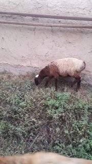 Кози совлик сотилади богоз — Namangan