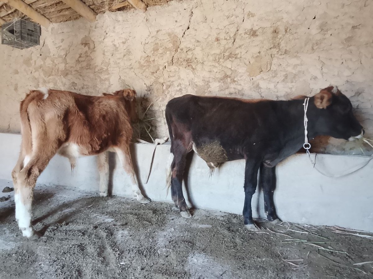 Sotiladi tonachalar erkak 23milyon — O'zbekiston