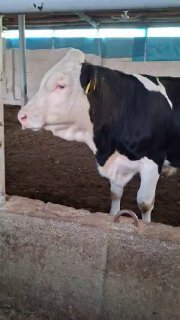 Ассаламу алайкум акалар 3 дона гунажин 1 та бука 2 та сигир… — O'zbekiston