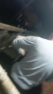 ertaga kechga kutilgan buzoq etib keladi — O'zbekiston