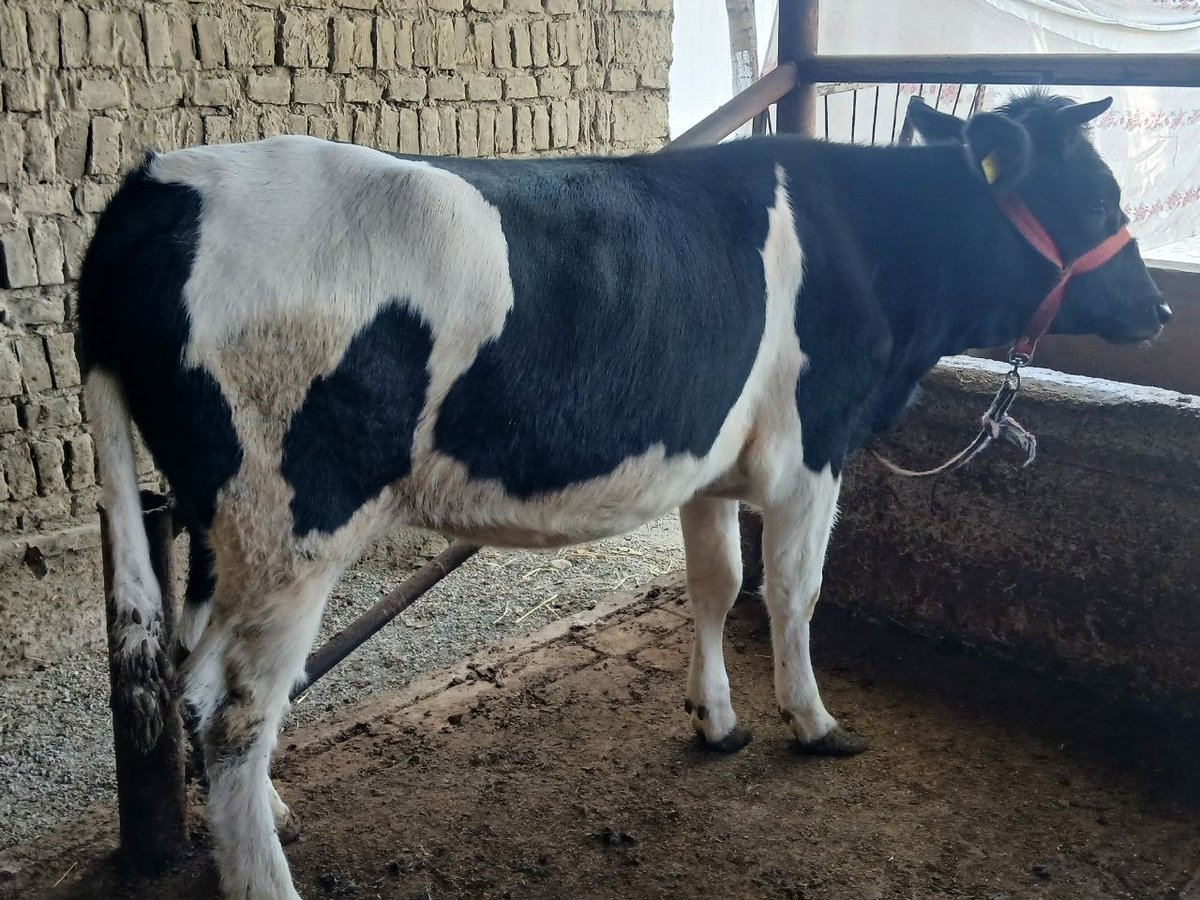 HAMAGA SALOM SOTILADI — O'zbekiston