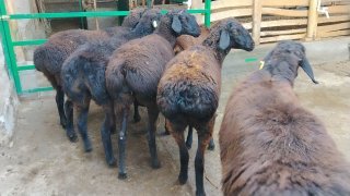 NAMANGANDA ZOTI TOZA XISOR SOVLIQLAR KELDI 🐑✨ — Namangan