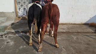 Rasiski simintal hunajinlar sotiladi — O'zbekiston