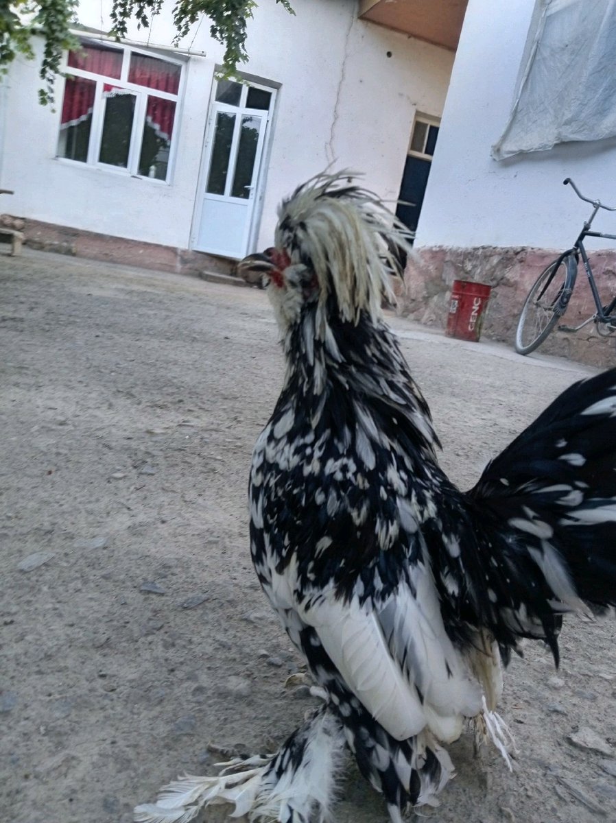 Parranda — Navoiy viloyati, Xatirchi tumani