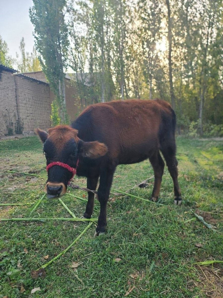 9 OYLIK TONA SOTILADI! — Jizzax