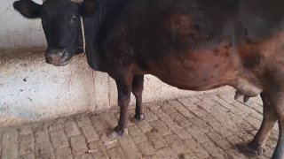 Chorva mollari — O'zbekiston
