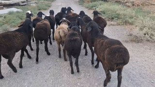 Qo'chqorlar sotiladi 15 ta — Sirdaryo