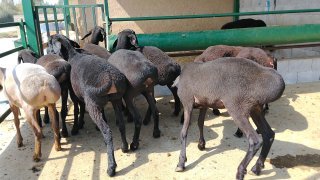 NAMANGANDA ZOTI TOZA ARASHANLAR SOVLIQLAR KELDI 🐑✨ — Namangan