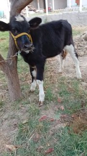 Ona bola sigir 🐄 sotiladi bolasi gʻoʻnajincha — Jizzax