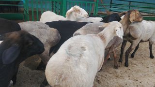 NAMANGANDA ZOTI TOZA XISOR SOVLIQLAR KELDI 🐑✨ — Namangan
