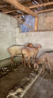 Shu qo’ylar sotiladi 2 ta qo’chqor 1 ta soliq — Andijon vilouati Izboskan tumani