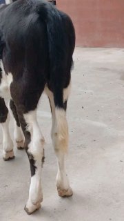 gibrid xunojin sotiladi — Namangan