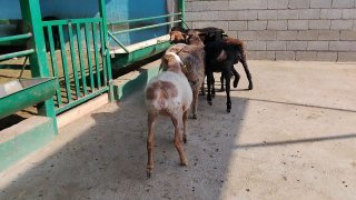NAMANGANDA ZOTI XISOR QOZILAR KELDI 🐑✨ — Namangan