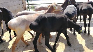 NAMANGANDA ZOTI TOZA ARASHANLAR SOVLIQLAR KELDI 🐑✨ — Namangan