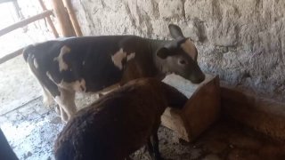 Шахрихонда — O'zbekiston