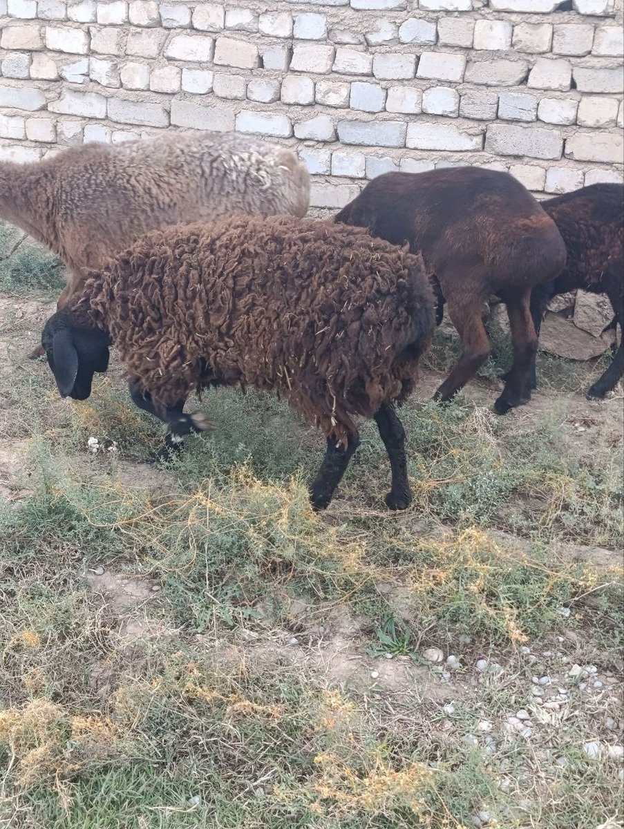 3ta quy sotiladi — Qashqadaryo