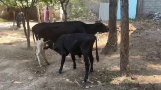 Асалому алейкум акалар шу сигирлар сотлади кизикалар тел… — O'zbekiston