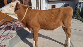 Австриский сментал — Namangan