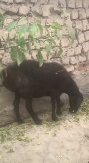 Сотилади 2та солих нархи 10милен ками бор дастафка йук… — Namangan