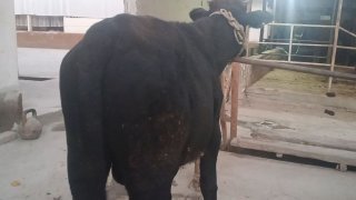 Koʻchat novvos va hunajinlar — O'zbekiston