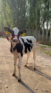 Danya hunajin sotiladi 17500 xayri otberamiz — Andijon, Shahrixon