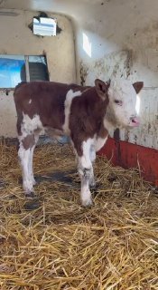 Simmental buqacha sotiladi — Namangan, Ulug'nor
