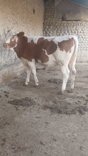 Simental gibrit honajin sotiladi — Farg'ona