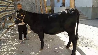 Асалому алейкум яхшимисизлар Шу хуножин ангус сотилади 25… — Izboskan