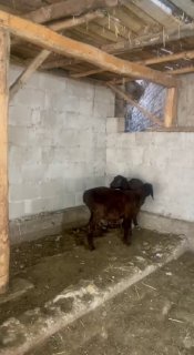 Shu egiz soliqlar soltiladi narxi bir joyga 2,700 dan — Andijon viloyati Izboskan tumani