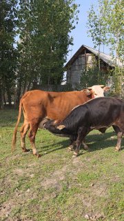 SMETAL SIGIR NARXI 41MLN — O'zbekiston
