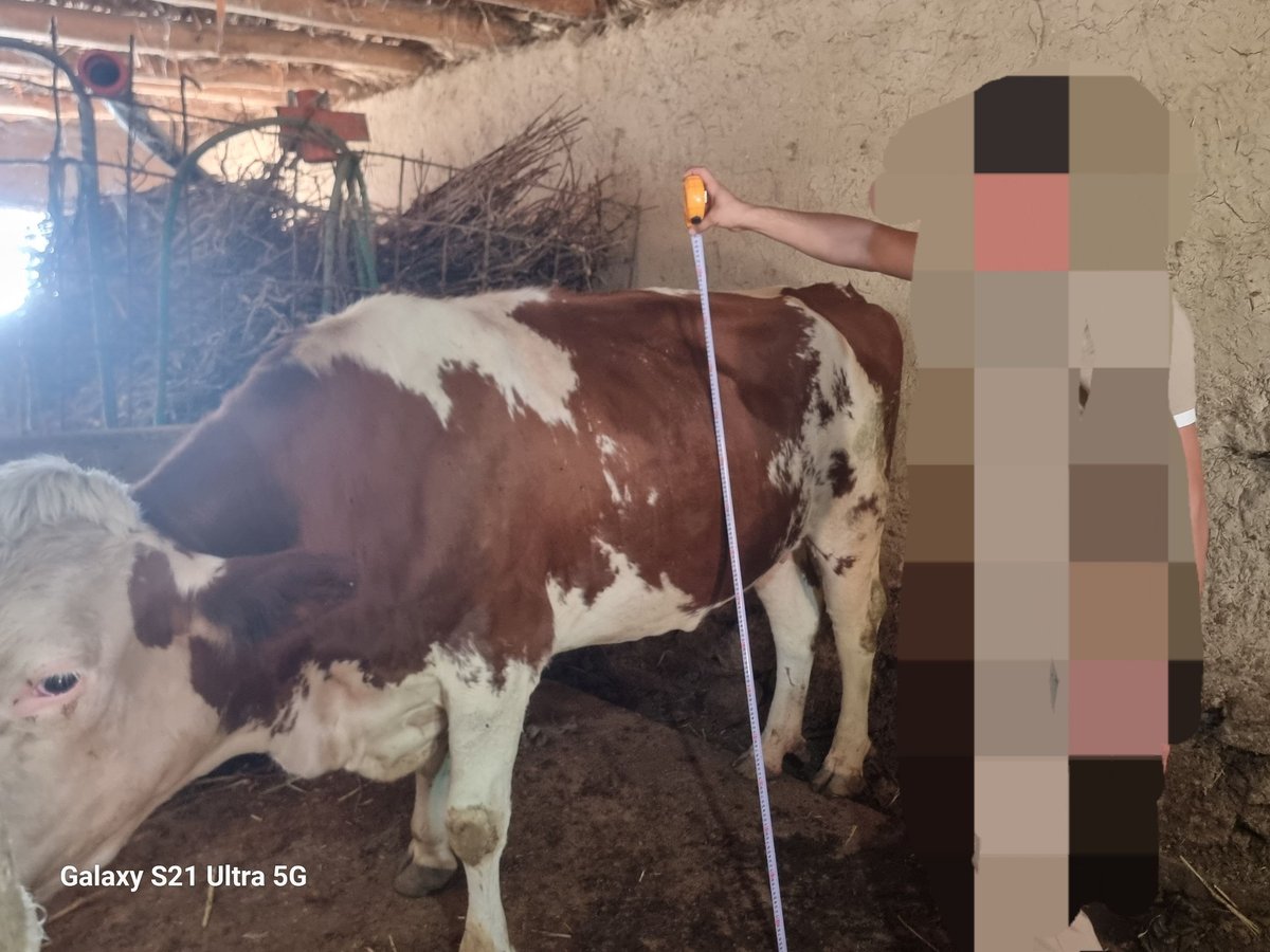 Avstriskiy toza simental boylari 155ustida — Jizzax