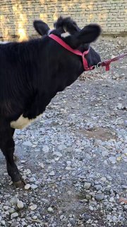 Puli arzon kochat honajinimiz sotiladi — O'zbekiston