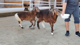 NAMANGANDA ZOTI TOZA XSORI QO'YLAR KELDI 🐑✨ — Namangan