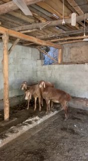 Shu qo’zilar sotiladi — Andijon viloyati Izboskan tumani