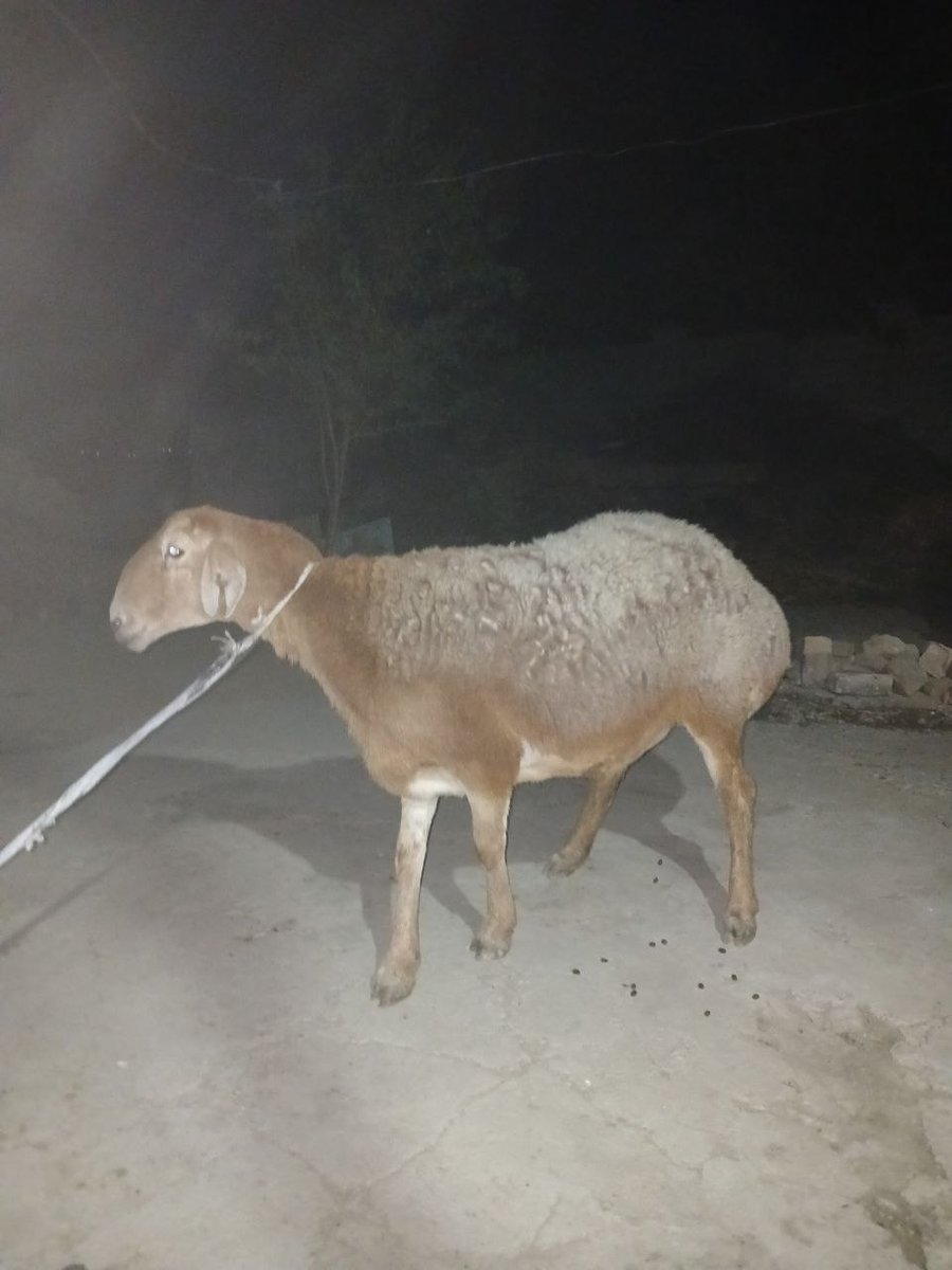 Narxi 13 mln kami bor — O'zbekiston