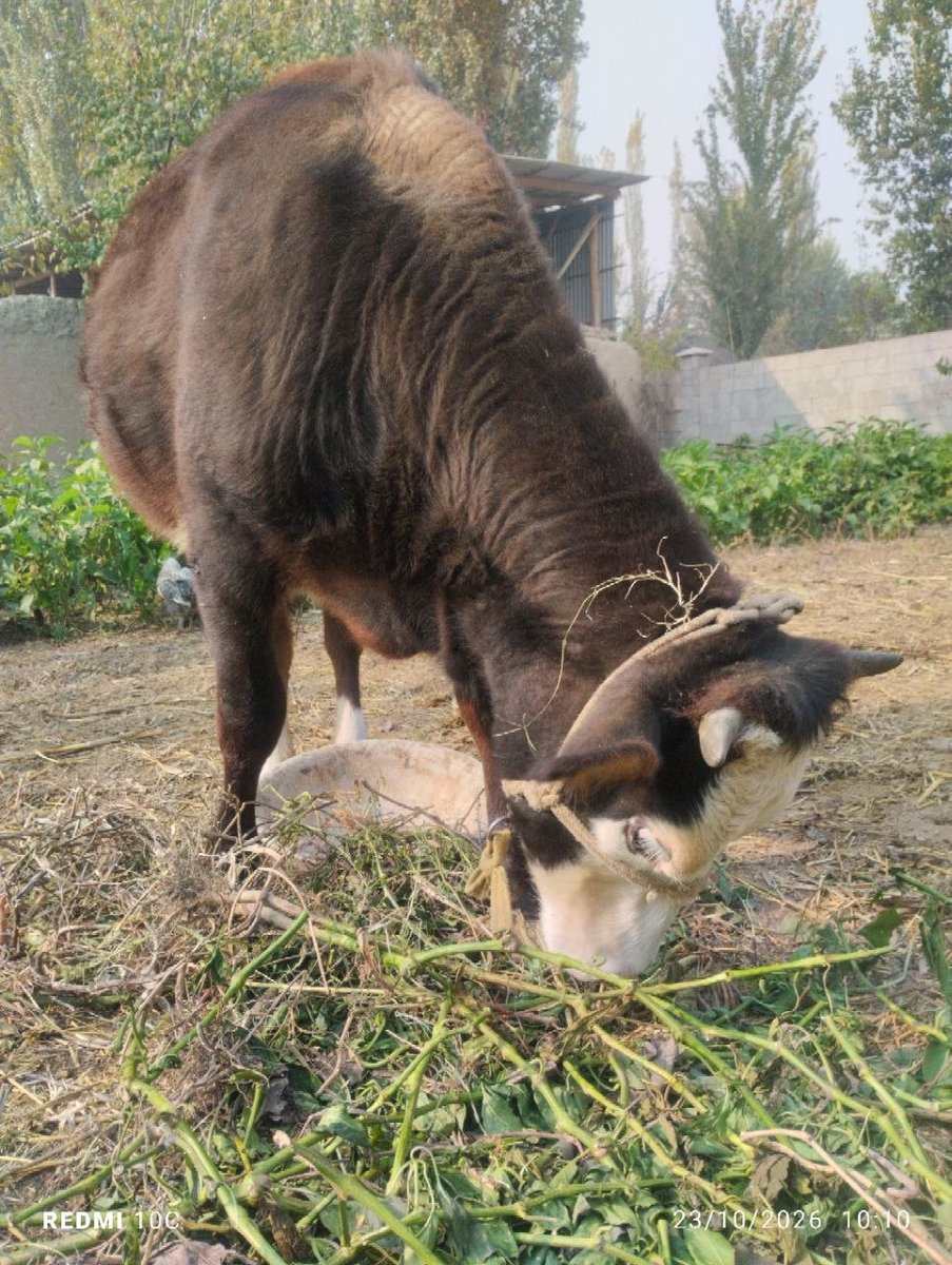 Oqbosh gibrid hunajin sotiladi — Namangan